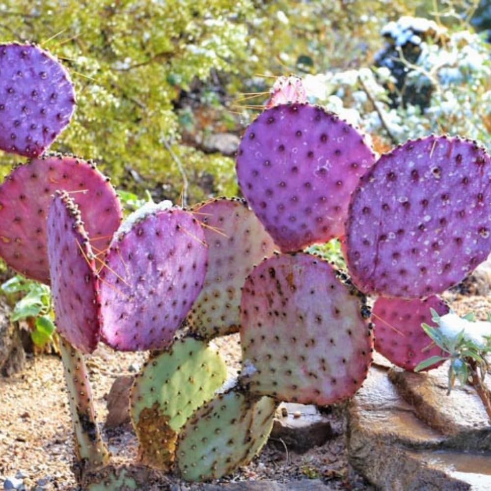 Purple Prickly Pear Cactus Plant, Succullent Plant for Growing Indoor, 5 Inc to 7 Inc Tall, Cactus Plants