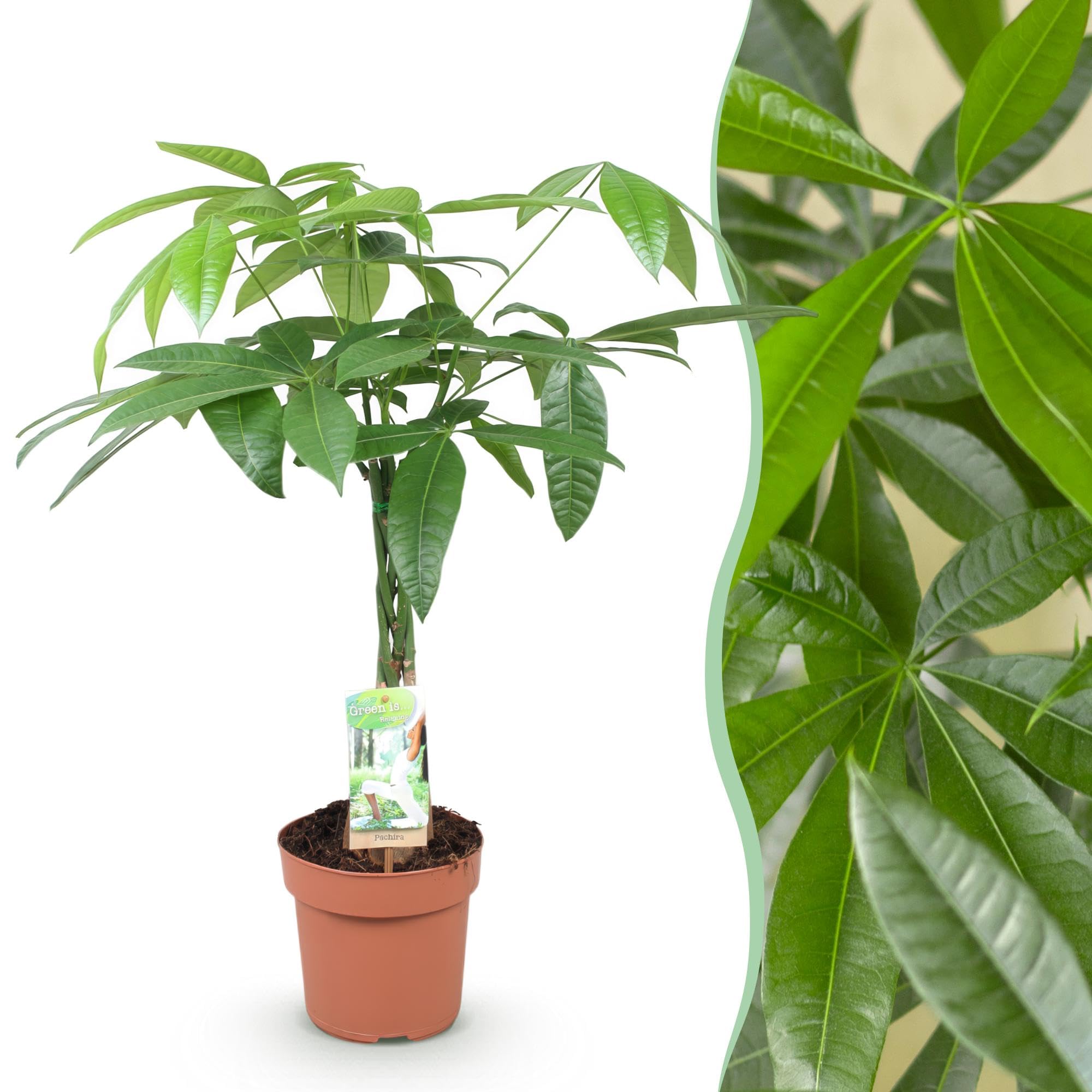 Pachira Aquatica roślina pokojowa, pleciona łodyga, biuro, zielona, 60-70 cm