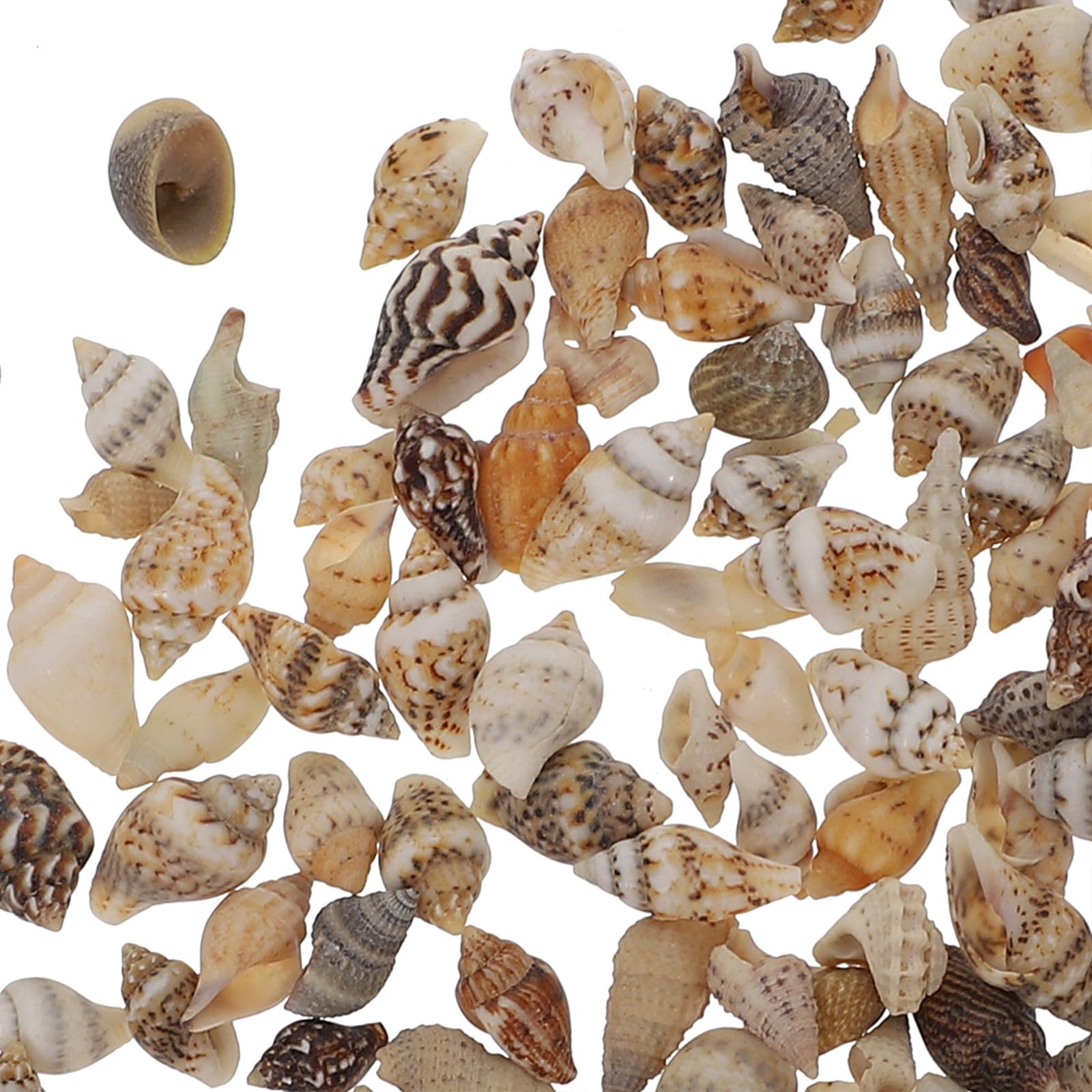 HOMSFOU Conchiglie Naturali Mini per Decorazioni Fai da Te, Riempitivo Artigianale per Vasi e Oggetti, Accessori Epossidici Resistenti alla Corrosione, Set da 2 Scatole per Ambienti