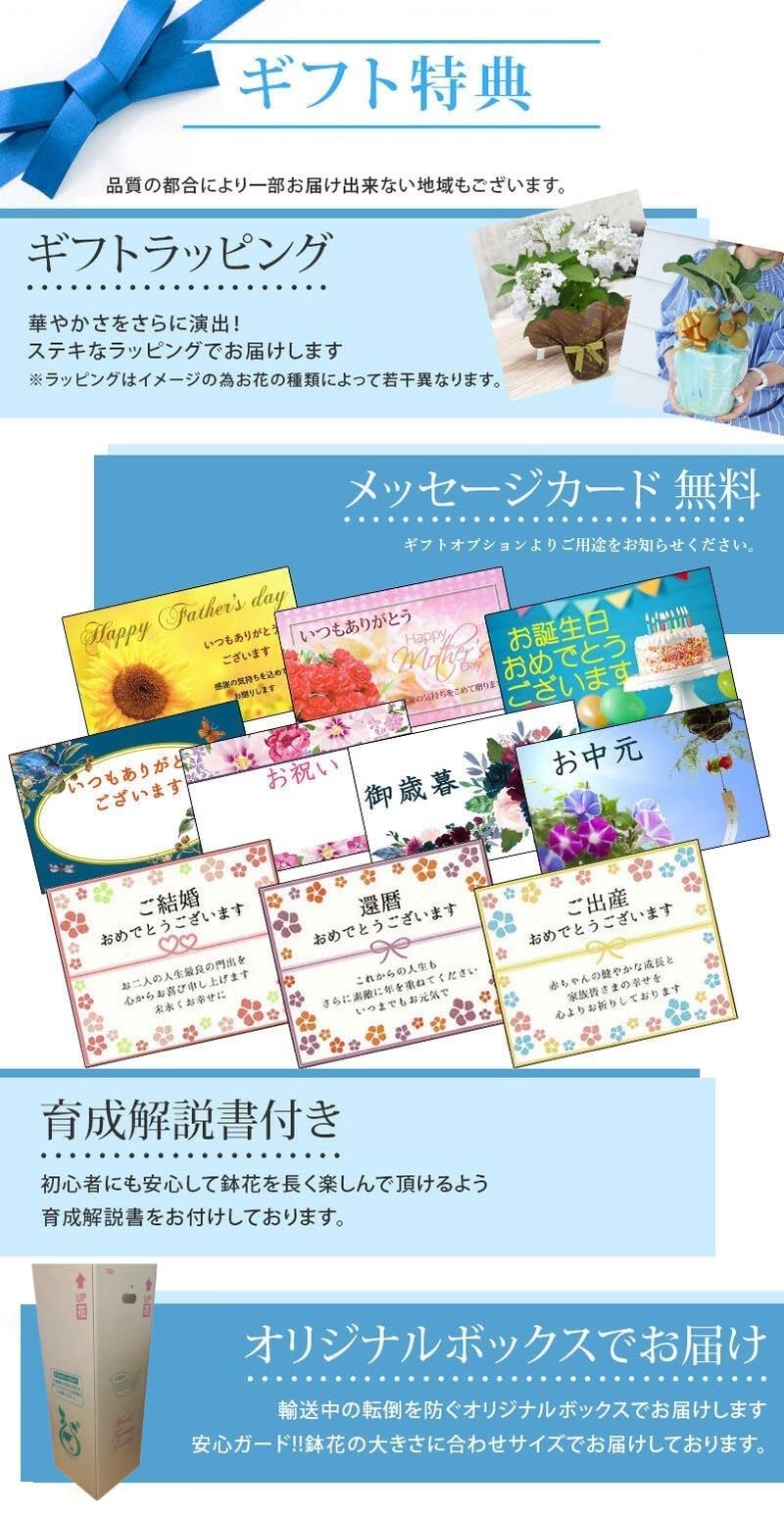 Amazon｜[World Fantasy Garden] ギフト ツゲの木 トピアリー ハート