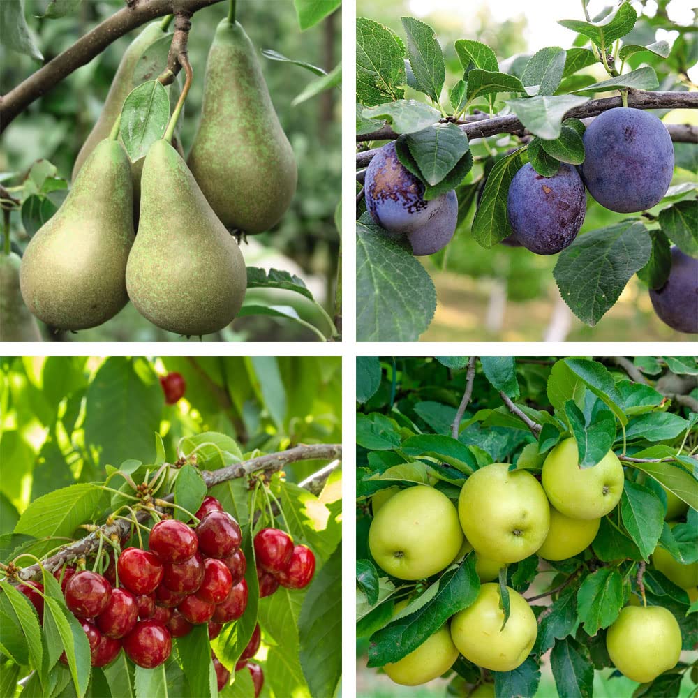 Suttons Potted Mini Fruit Tree Collection Ideal for Patios and Smaller Gardens Easy to Grow Apples, Pears, Cherry and Plum Dwarf Trees Heavy Cropping 9cm Pot