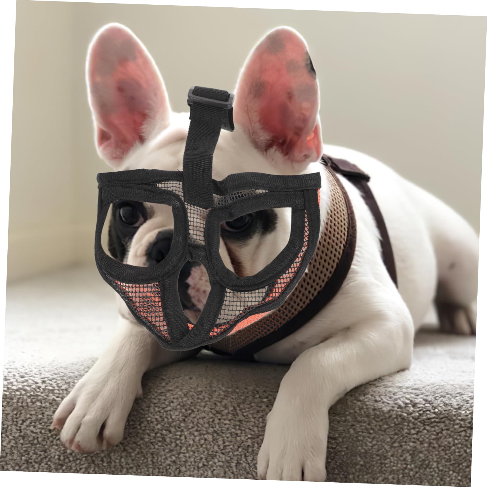 Kisangel 5pièces Muselière Ajustable Respirante pour Chiens Anti-Morsure Et Anti-aboiement Confort Optimal pour Chiens De Lors des Activités Extérieures