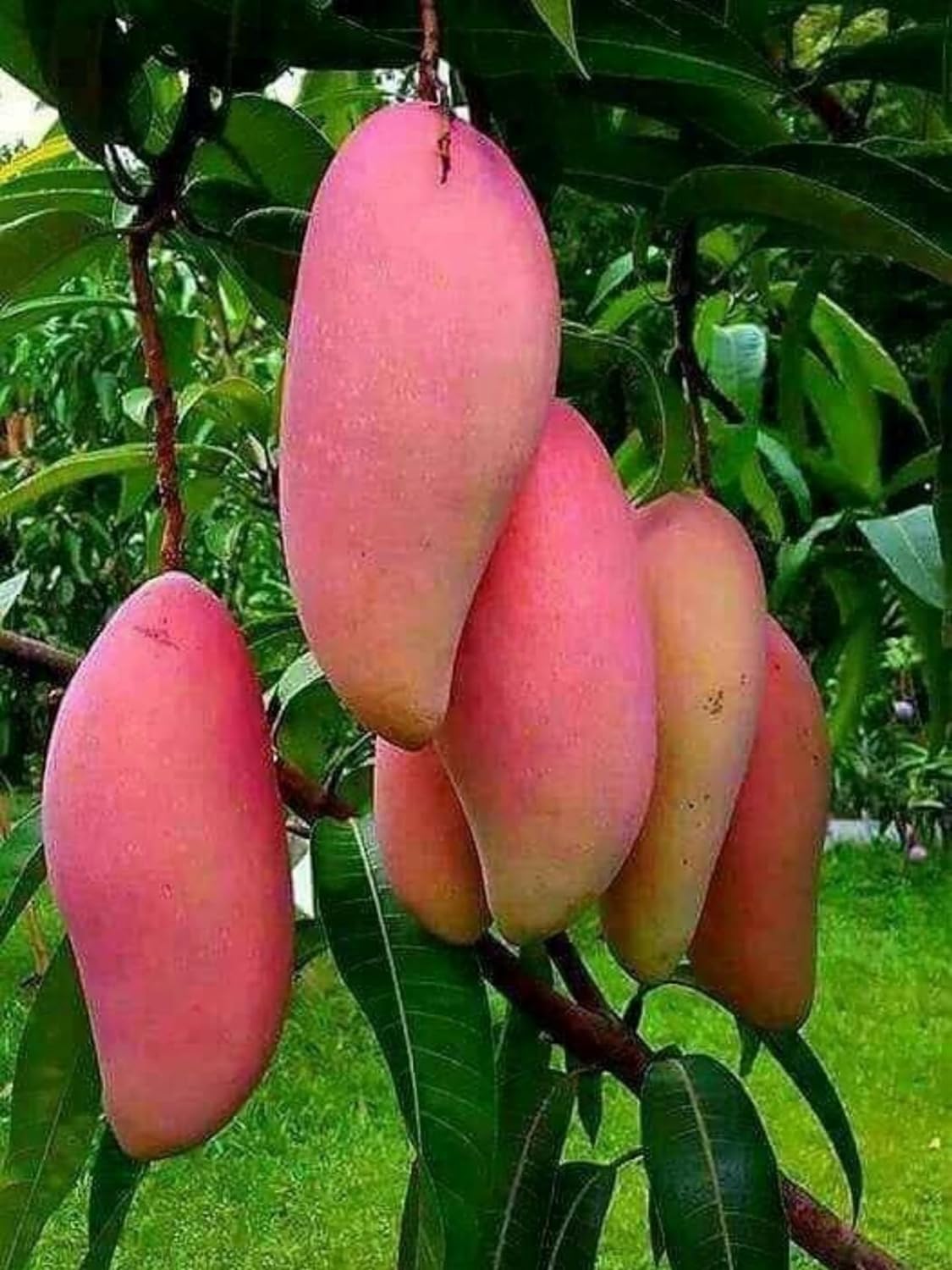 Native Earth Nursery " Red Ivory Mango " Hybrid 1 Healthy Live Plant (Grafted Plant, 2-3 Feet Height) For Home Garden (B0CL2NCXPP) Amazon Price History, Amazon Price Tracker