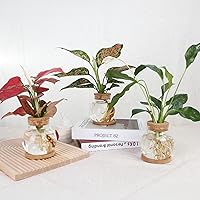 Vista 6 de Estación de Propagación de Plantas CHPINDAM, Jarrones de Contenedor de Vidrio Hidropónico, con Plato de Madera para Escritorios, Casas, Decoraciones