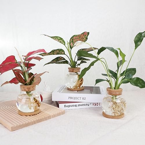 Miniatura 6 de Estación de propagación de plantas, tarros de vidrio hidropónico, con platillo de madera para escritorios, casas, decoraciones de jardín, decoración