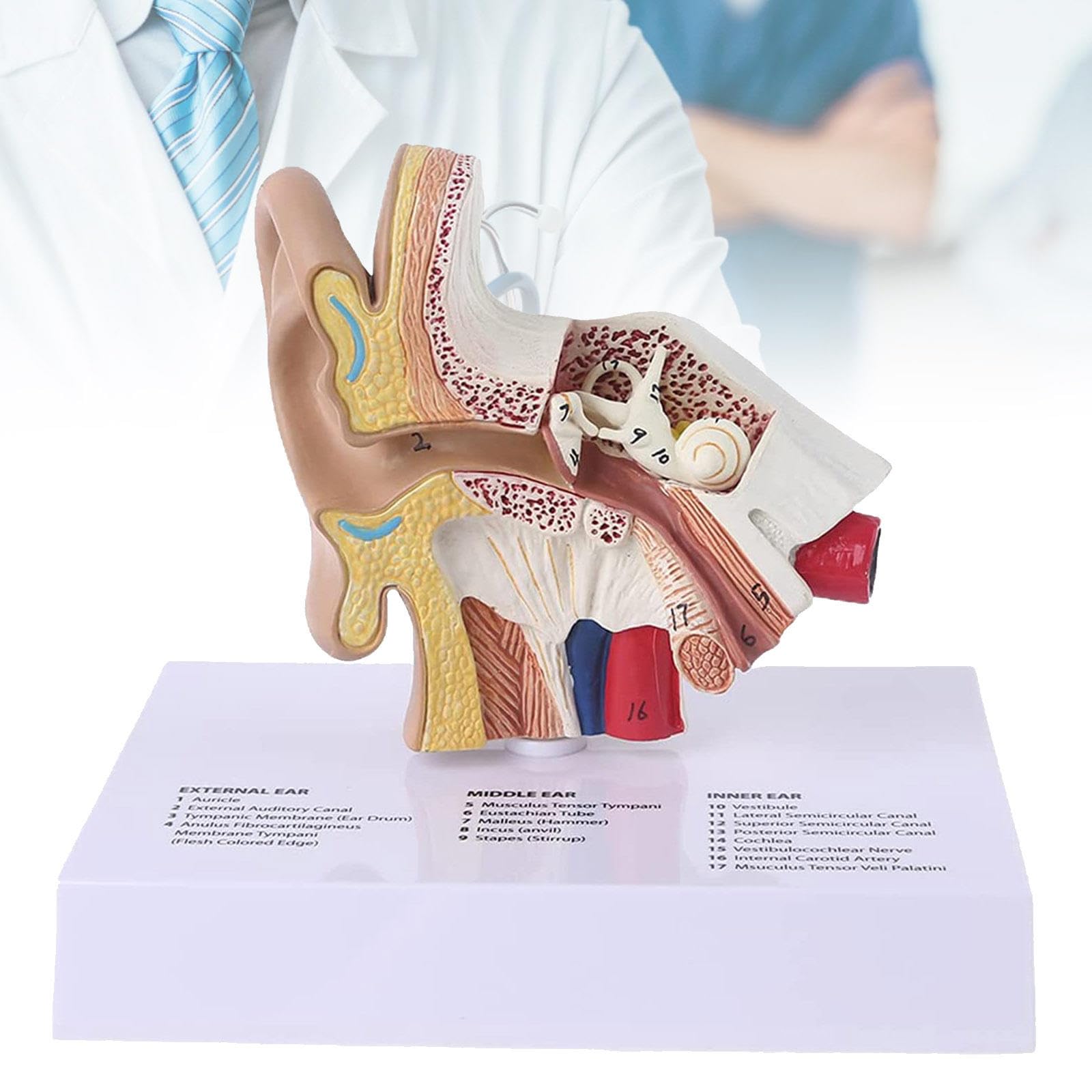 Modello di Orecchio Umano a grandezza Naturale 1,5 Volte, Modello anatomico ingrandito dell'orecchio, Strumento di visualizzazione per Lo Studio anatomico, Materiale didattico scientifico professiona