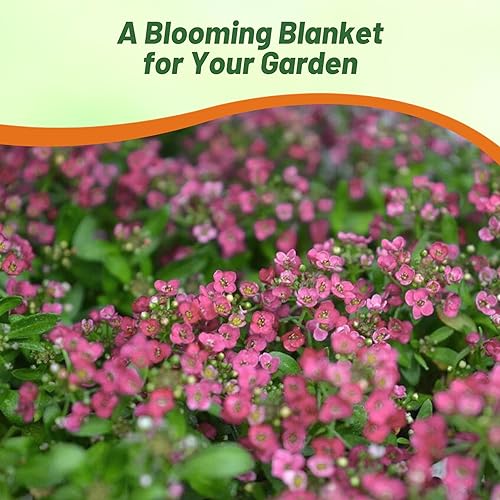 Miniatura 7 de Outsidepride Rosie O'Day Alyssum Seeds - 10000 semillas anuales, autosembradas, resistentes a la sequía con flores rosas rosas fragantes, planta