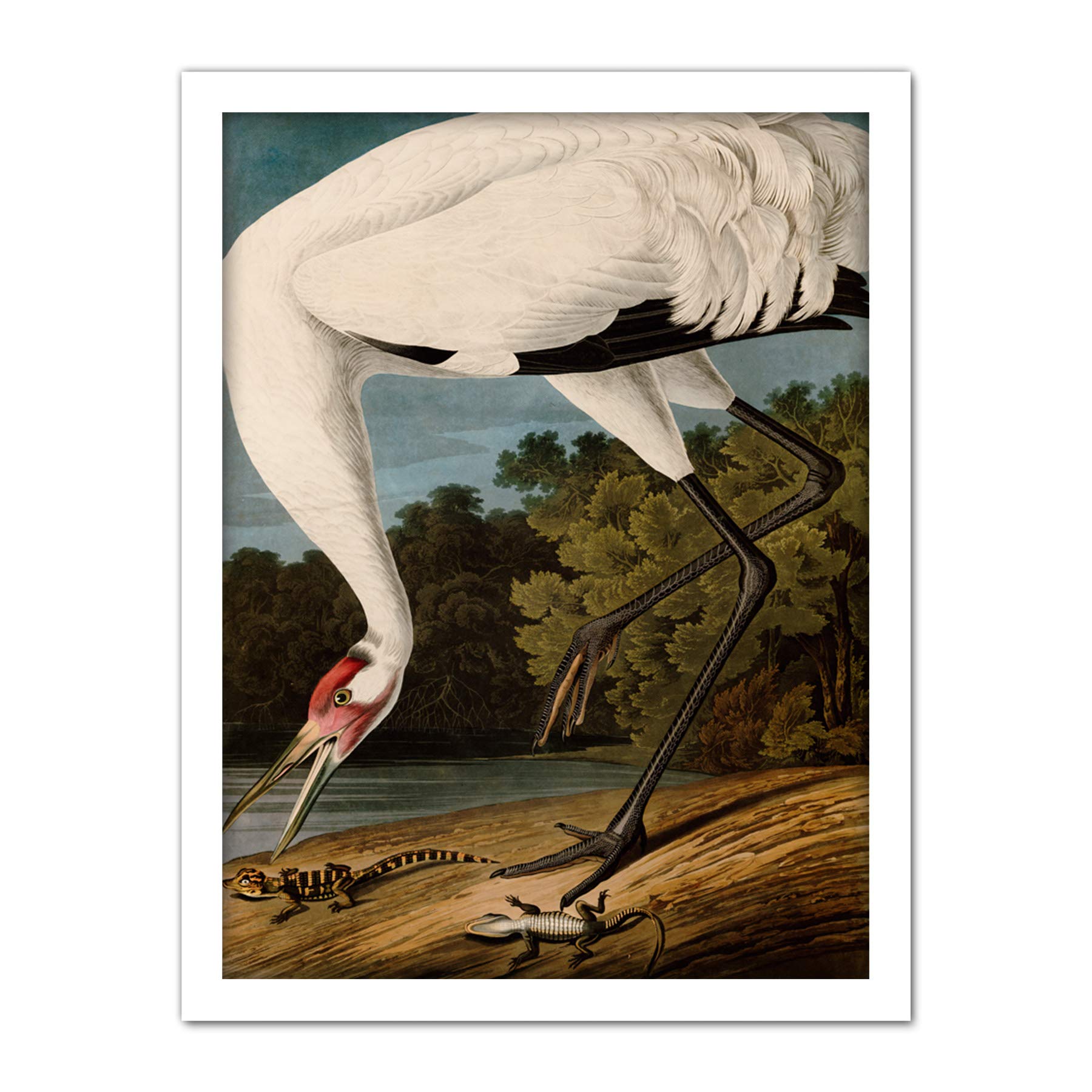 Artery8 Audubon Birds Hooping Crane Painting Artwork Framed Wall Art Print 18X24 Inch