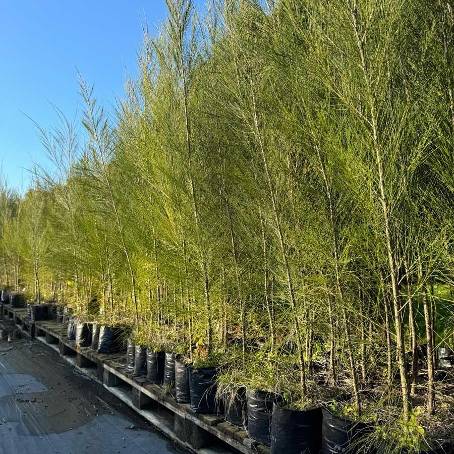 Miniatura 9 de Pino Australiano  Semillas Premium  Casuarina cunninghamiana  Plants' (Premium Seeds, 30)