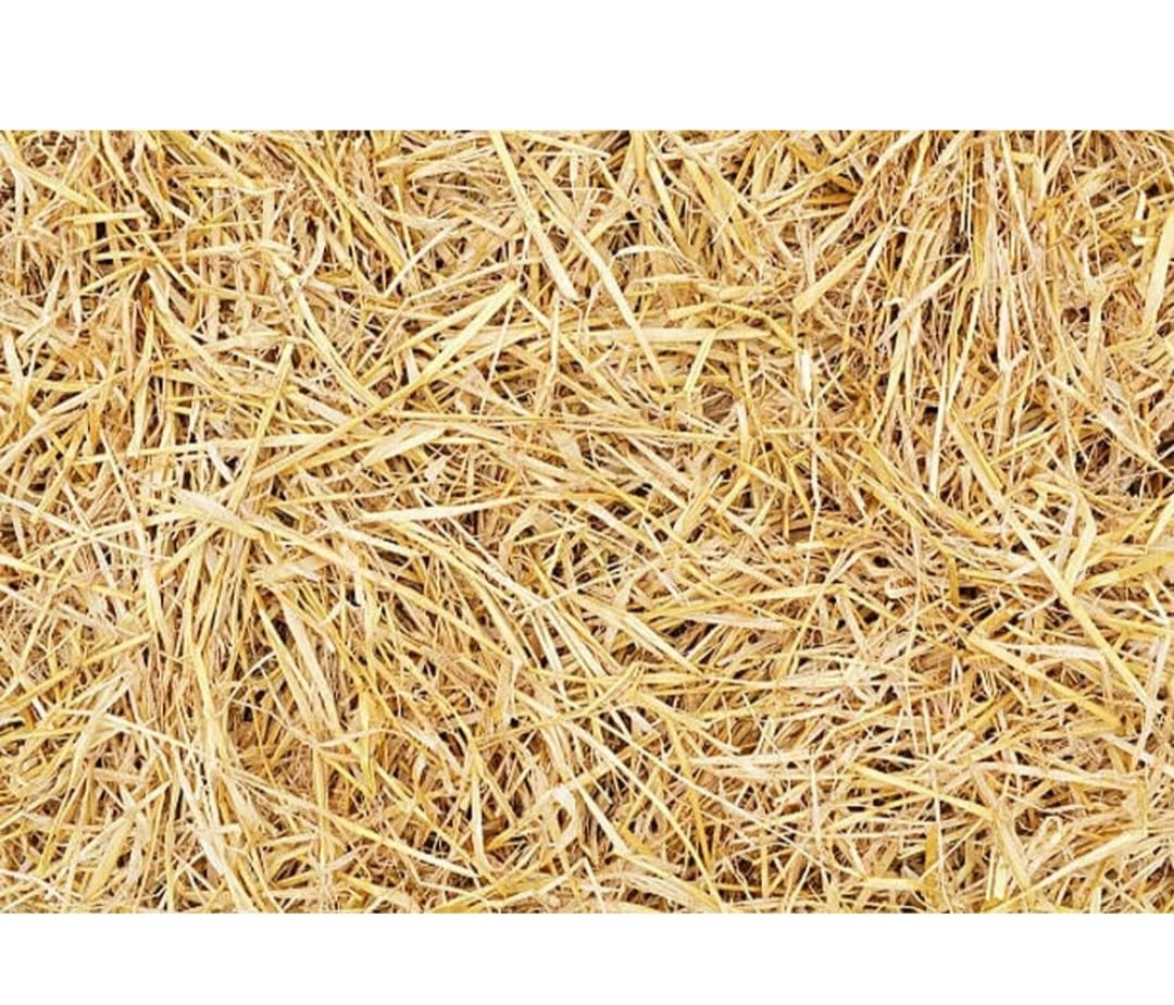 KD_Rice_Straw,MP Best Paddy Straw,Rice Straw for Oyster Mushroom Cultivation/for Organic Mulching 100% Pure & Organic or Roses,Garden Beds,vegetabels,Flower,Fruits,Pots,Trees, Pack of 1 kg-image-25