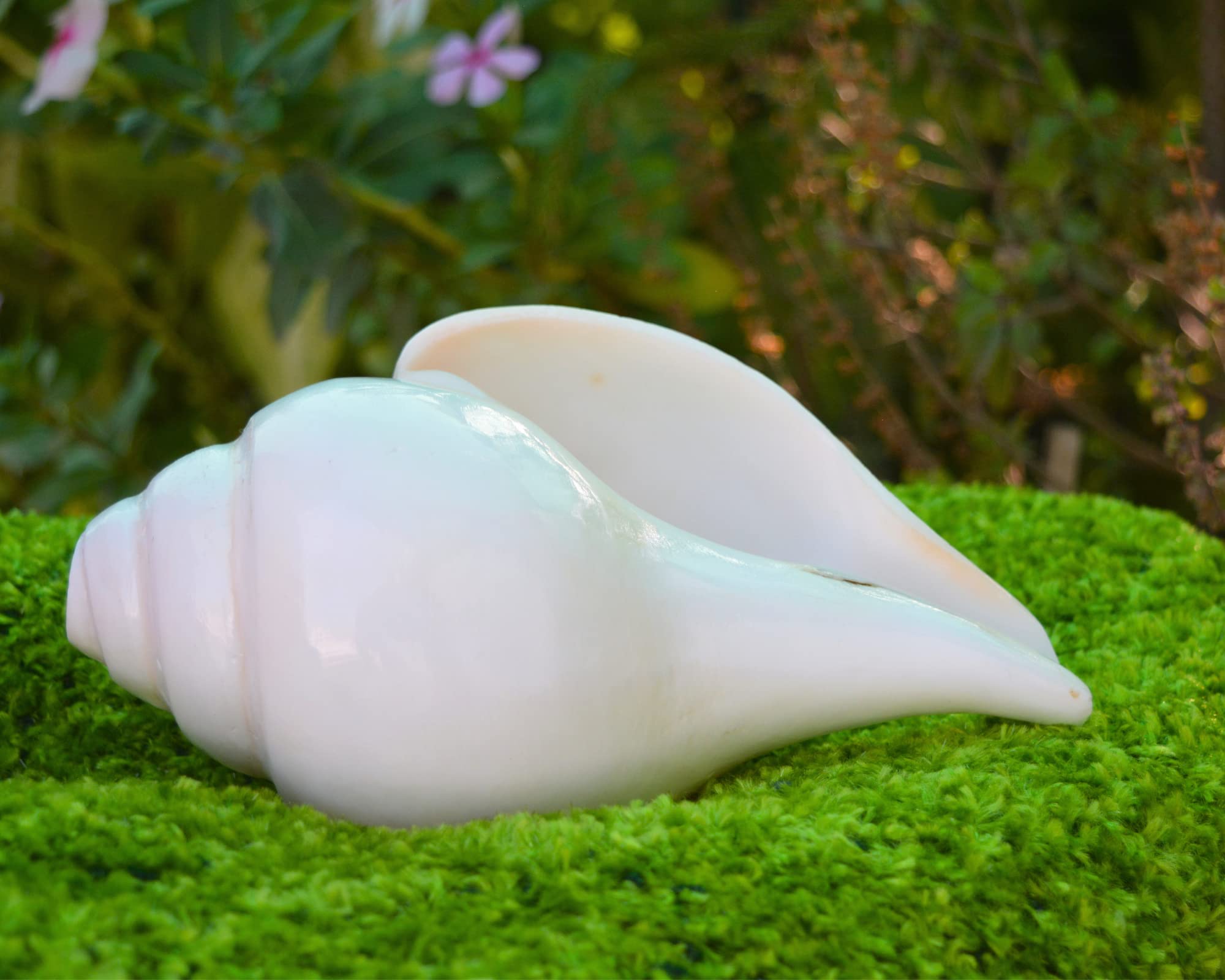 Amazon.com - White conch shell,Conch Shell Spiritual Puja-Blowing