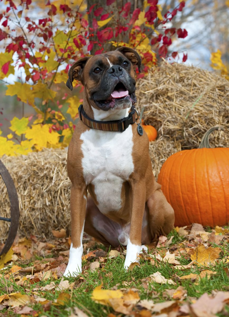 Just Boxers Jigsaw Puzzle by Willow Creek Press (2013-08-01)