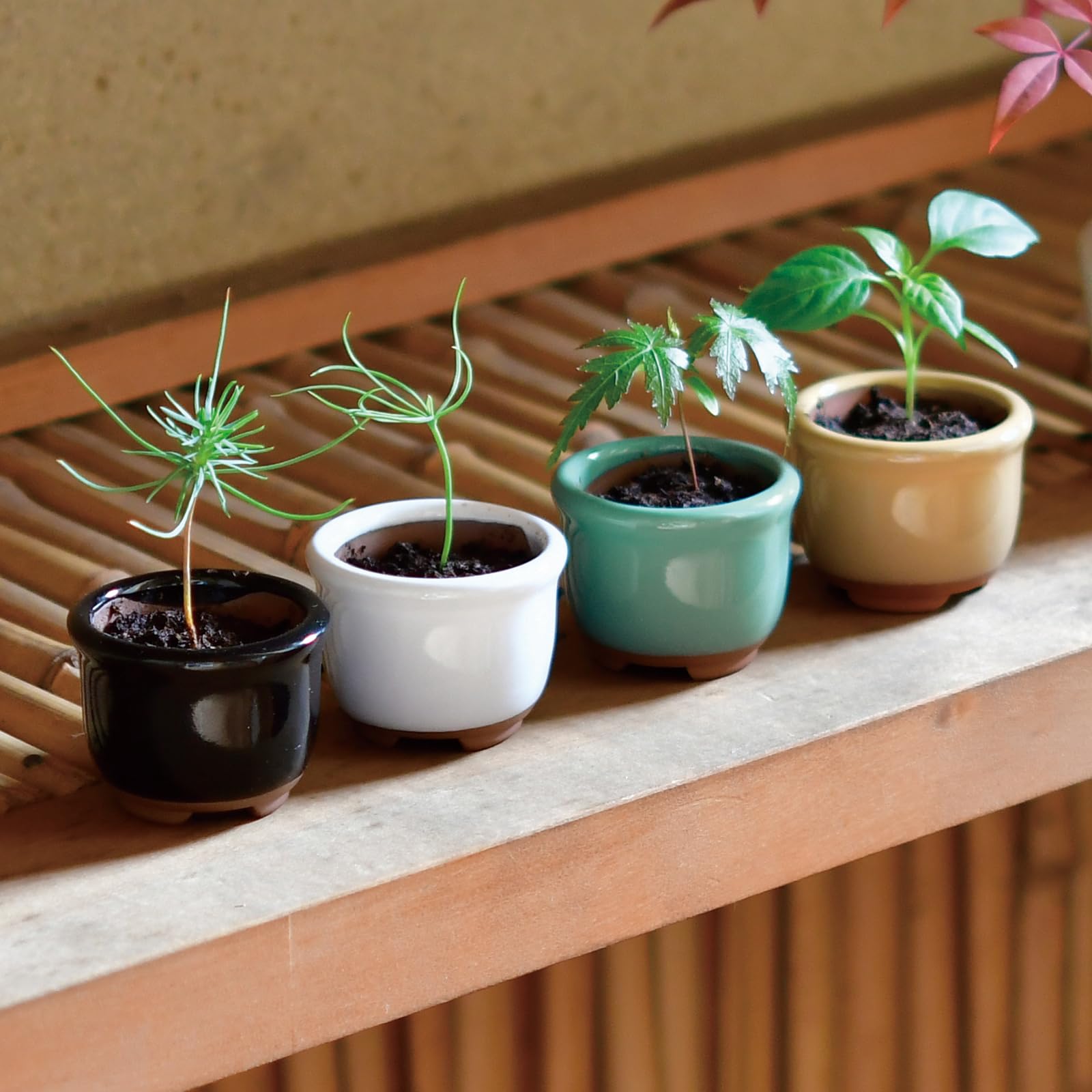 Amazon｜聖新陶芸 通年 家庭菜園 ミニ 簡単 ゆったり育てる 栽培キット