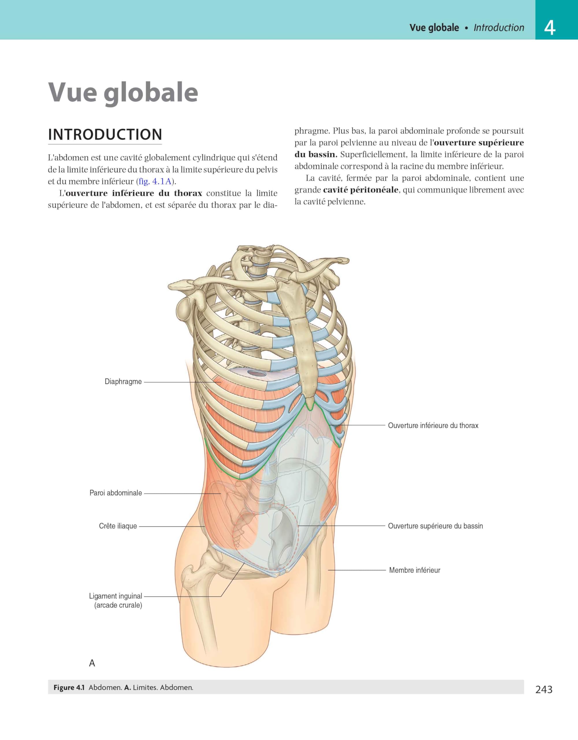 Gray's Anatomie - Le Manuel pour les étudiants