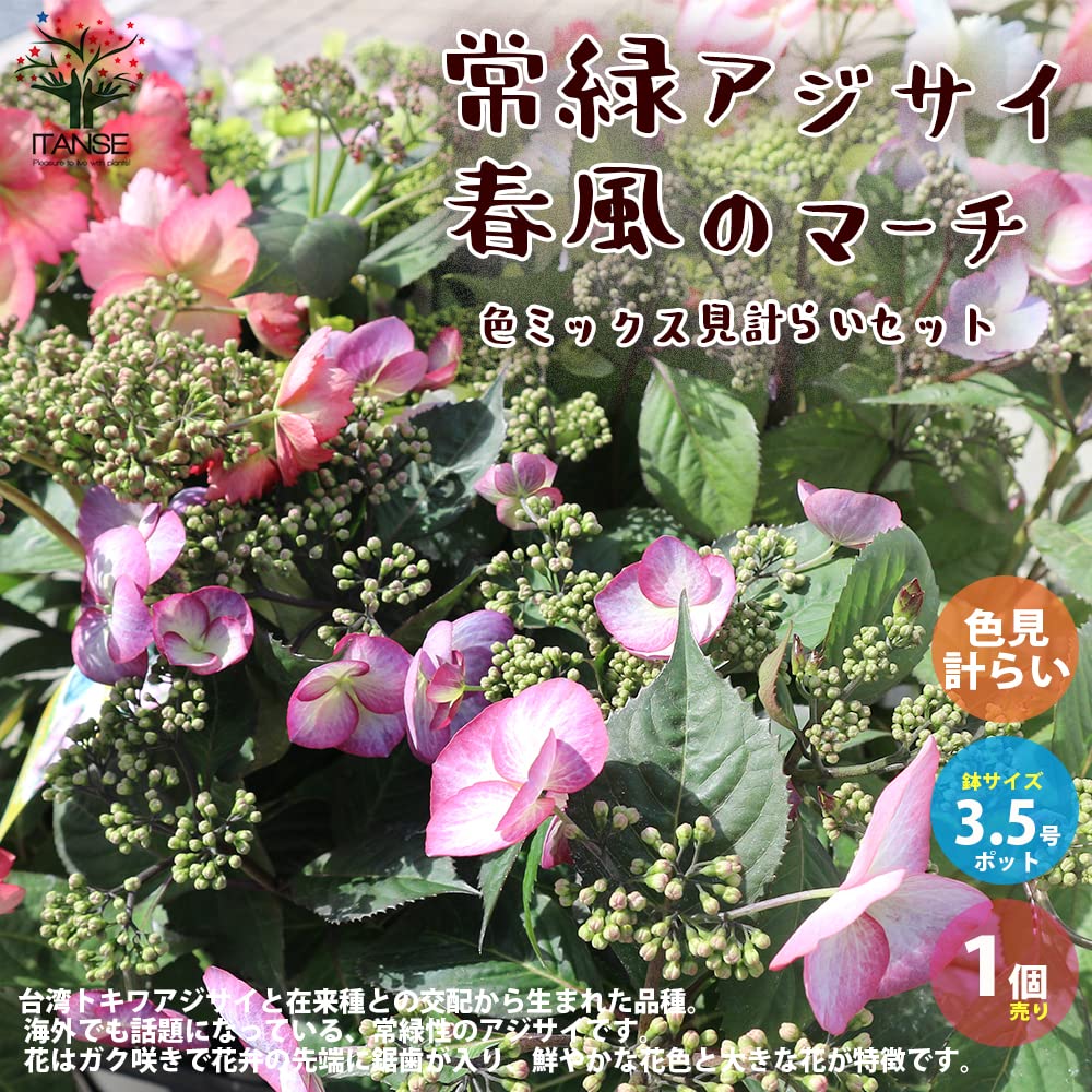 Amazon.co.jp: ITANSE 常緑アジサイ・春風のマーチ 5号鉢 1個
