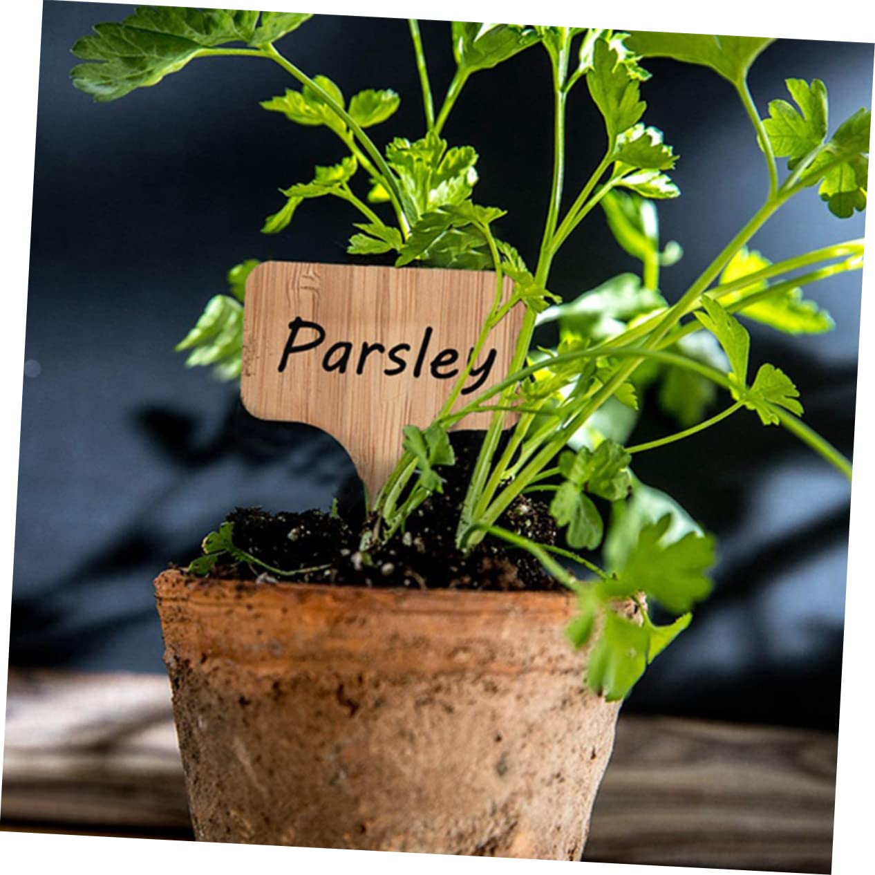 Sosoport 5 Ensembles Étiquette De La Plante Étiquettes De Nom De Plante Étiquettes De Jardin Usine Étiquettes De es Pour Pépinières Étiquettes De es Pour Paysagistes 30 Pièces * 5