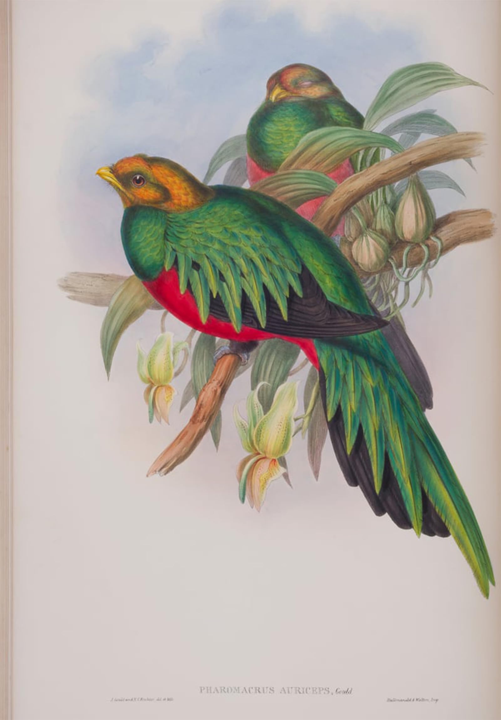 Planche oiseaux John Gould graffiti pour masquer un mur blanc vide