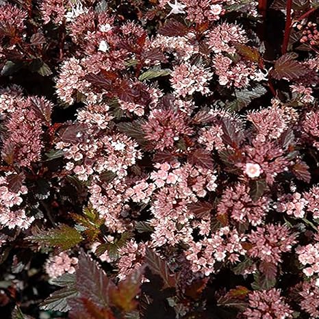 Amazon アメリカテマリシモツケ リトルデビル 庭園向き花木 18cmポット 樹高約30 50cm 九州圃場より直送 果物