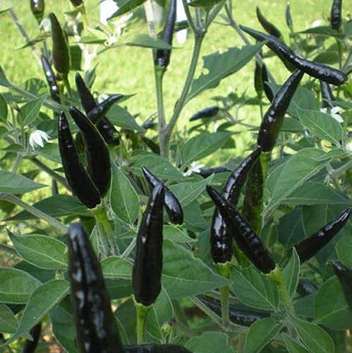 Miniatura 4 de CHUXAY GARDEN Semilla de pimiento picante de cobra negra, pimienta de cabra 10 semillas de cocina sazonada, sabor picante único, ideal para jardín
