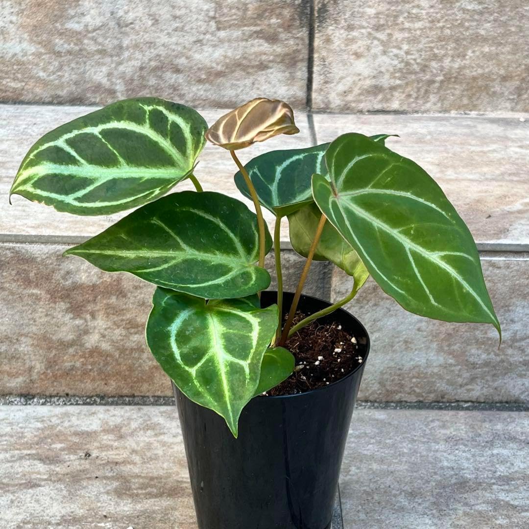 Amazon.co.jp: てぃんくる 複製原画セット : おもちゃ 神*澪様