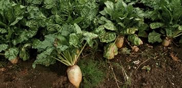 1Lb Sugar Beet Food Plot 10,000 Seeds Bulk Excellent Deer Food Plot