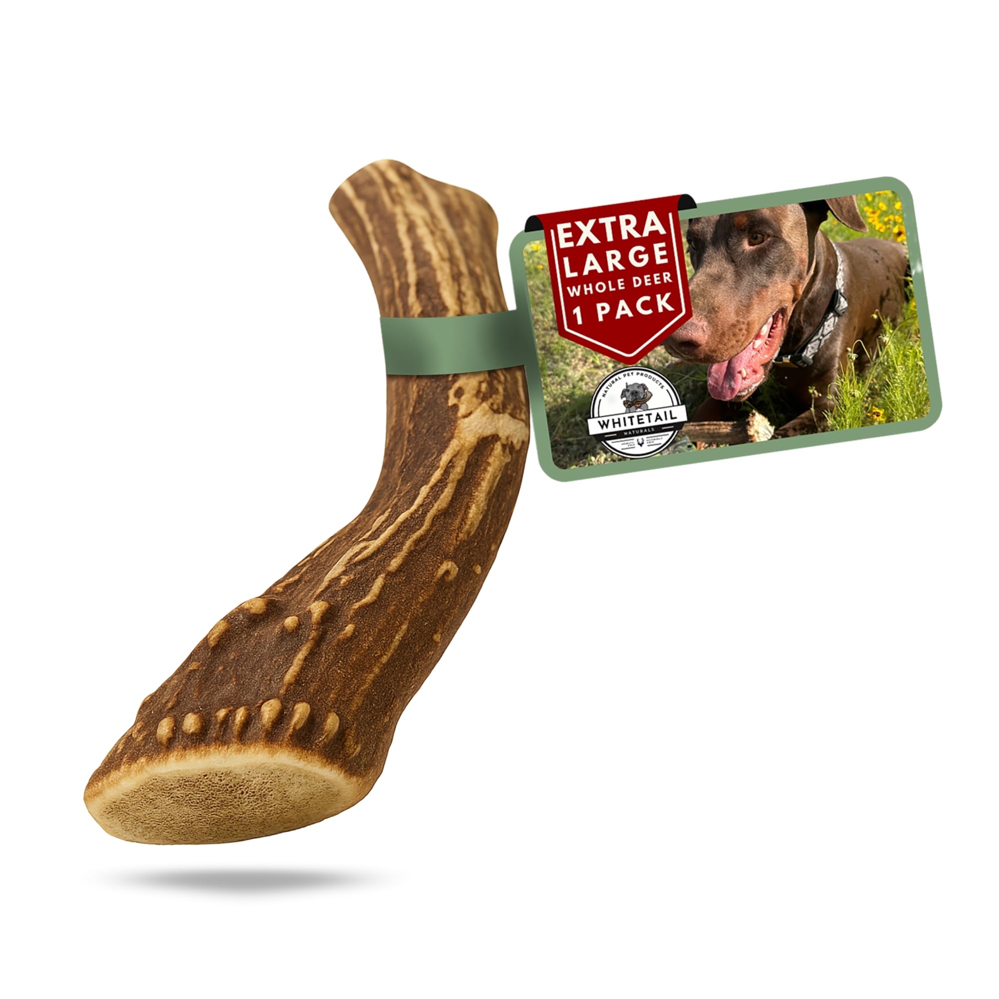 WhiteTail Naturals - Deer Antlers for Large Dogs - (1 Pack - Extra Large) - All Natural Dog Antler- Naturally Shed, Long Lasting Chew Bone, Crafted in USA for Aggressive Chewers