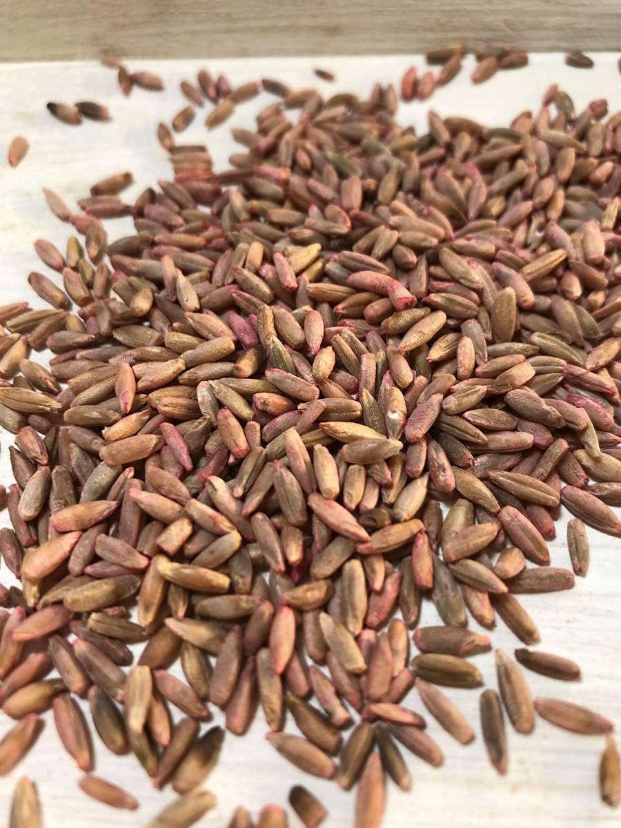 Rye bread seeds, approx. 100 seeds