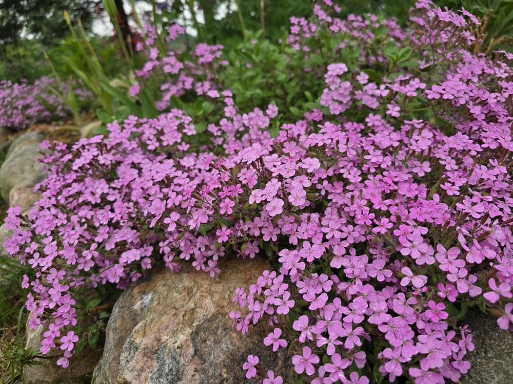 Amazon.com : 300pcs Pink Rock Soapwort Seeds Groundcover Trailing