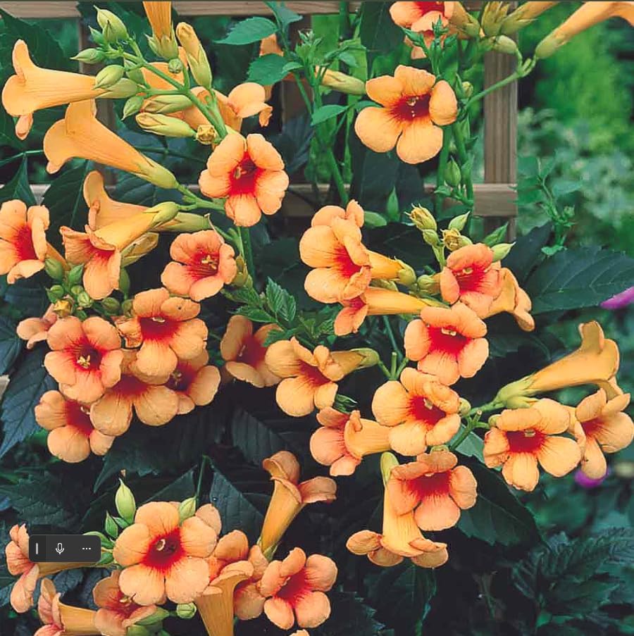 Campsis ‘Indian Summer’ Live Trumpet Vine – Campsis x tagliabuana ‘Kudian’ – Compact Orange-Red Climbing Vine – Hummingbird Magnet – 4 Inch Pot - Hardy Zones 4–9