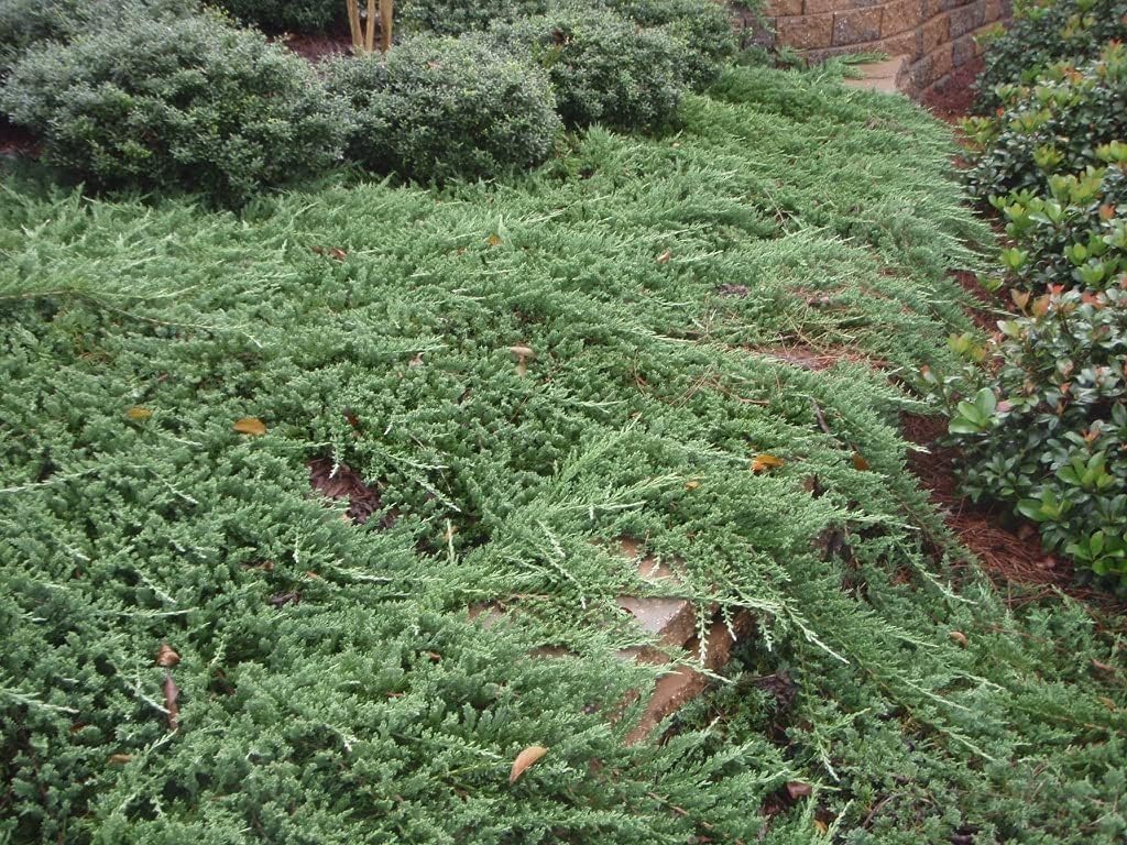 Bar Harbor Juniper | 1 Large 4 Inch Pot | Juniperus horizontalis 'Bar Harbor' | Perfect Lush Ground Cover & Landscape Accent | Drought Resistant & Low Maintenance