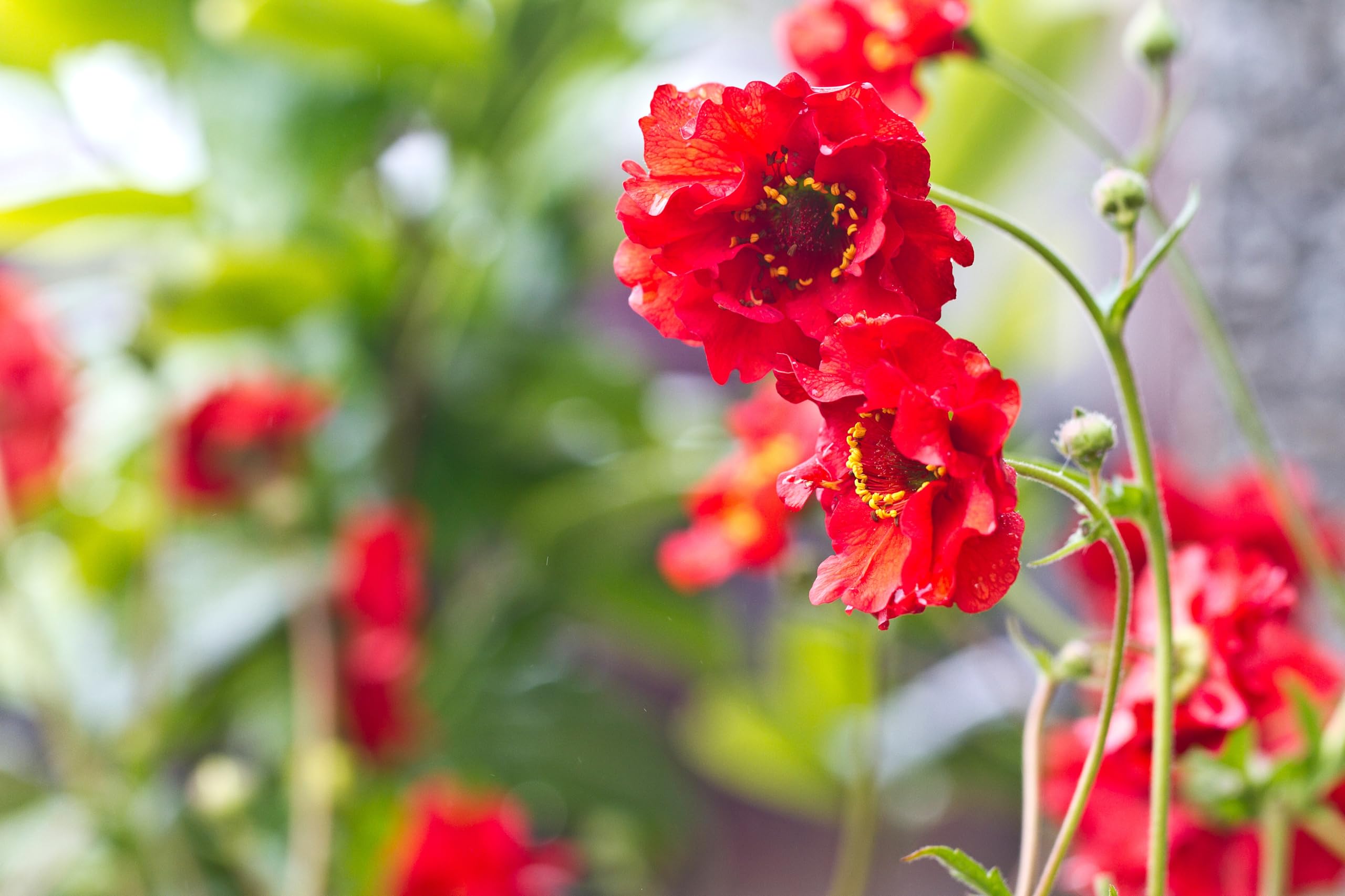 Stauden Gänge 10 x Geum chiloense 'Mrs Bradshaw winterhart