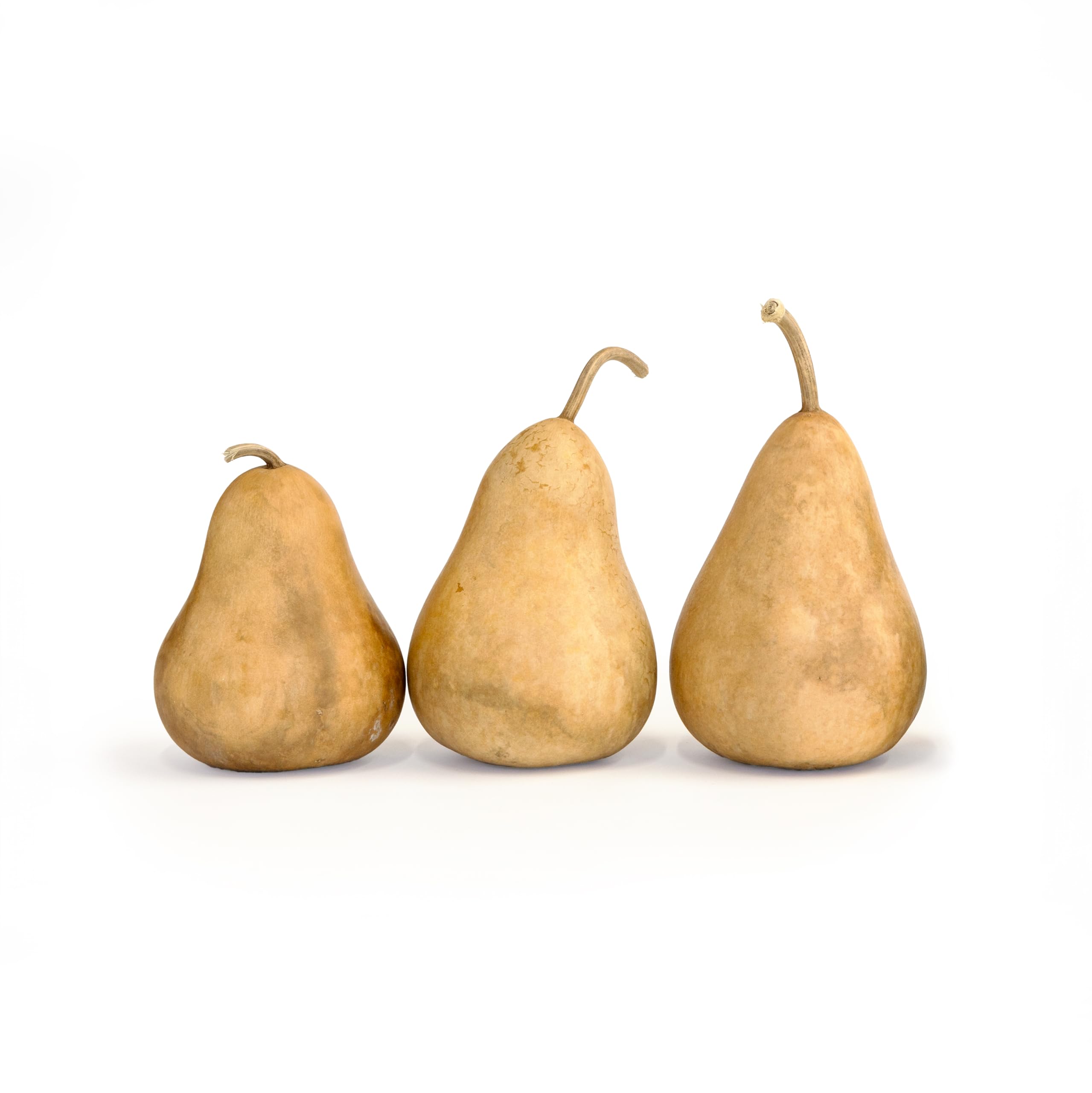 Dried Martin Gourds (3-Pack) - 5