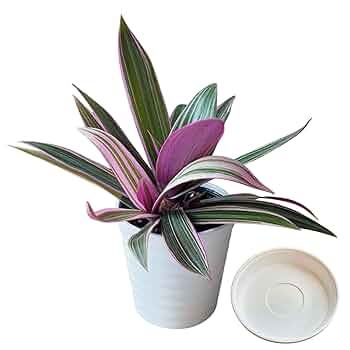 完売　　森で完全野生化！【朧月＊森村万年草】インドの可愛い鉢植え＊大小セットで！ 森村万年草をカットしてポットに直挿しします。 - YouTube