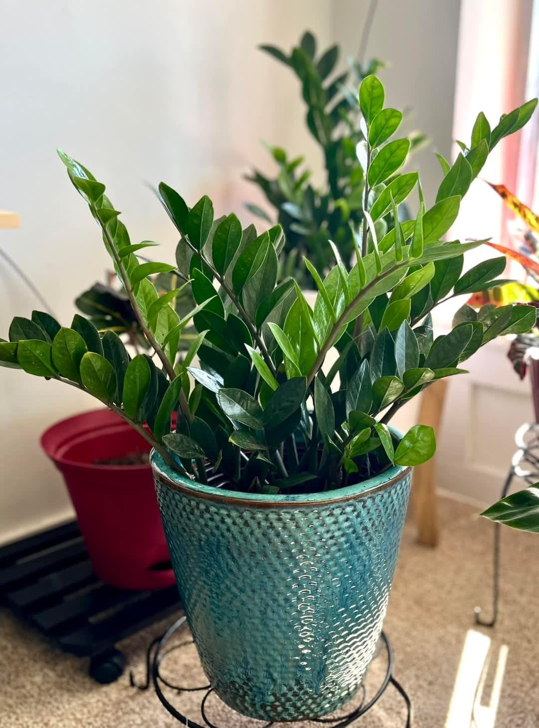 The Royal Gardening Zamia Live Indoor Plant ZZ Indoor Live Plant for Home Perfect Indoor Plant for Desk & Office