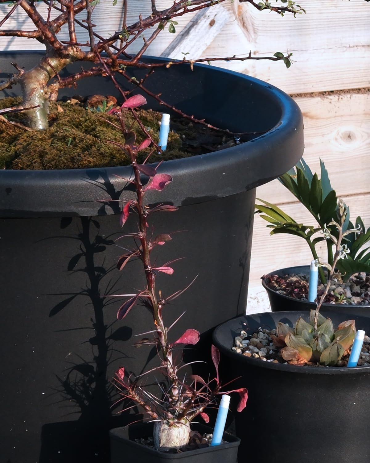 Aquameter – Soil Moisture Meter for Caudex Plant, General Plant, Gardening & Farming, Indoor & Outdoor, Beginner-Friendly (12 PCS)