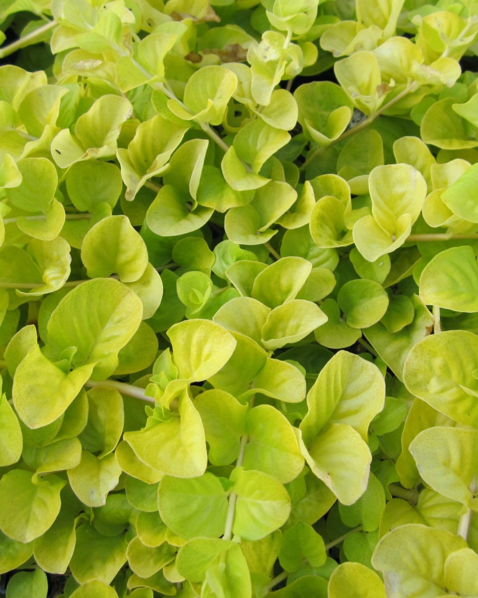 Lysimachia Nummularia Aurea Golden Creeping Jenny Evergreen Perennial Groundcover Gold Foliage Yellow Flowers Pond Margins Borders 3X 1 Litre Pot by Thompson and Morgan