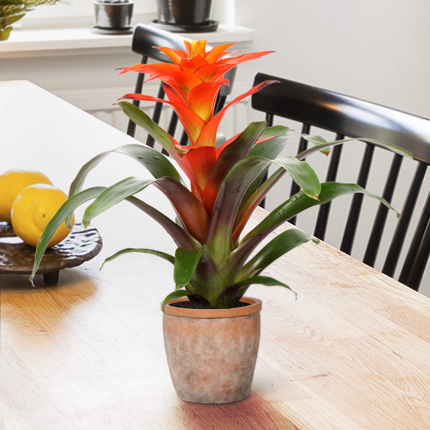 Bromelie - Guzmania Fiero Orange - 12cm Topf - Zimmerpflanze : Amazon.de:  Garten
