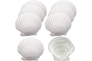 4 Inches Pure White Coquille St. Jacques Shells for Baking and Crafts