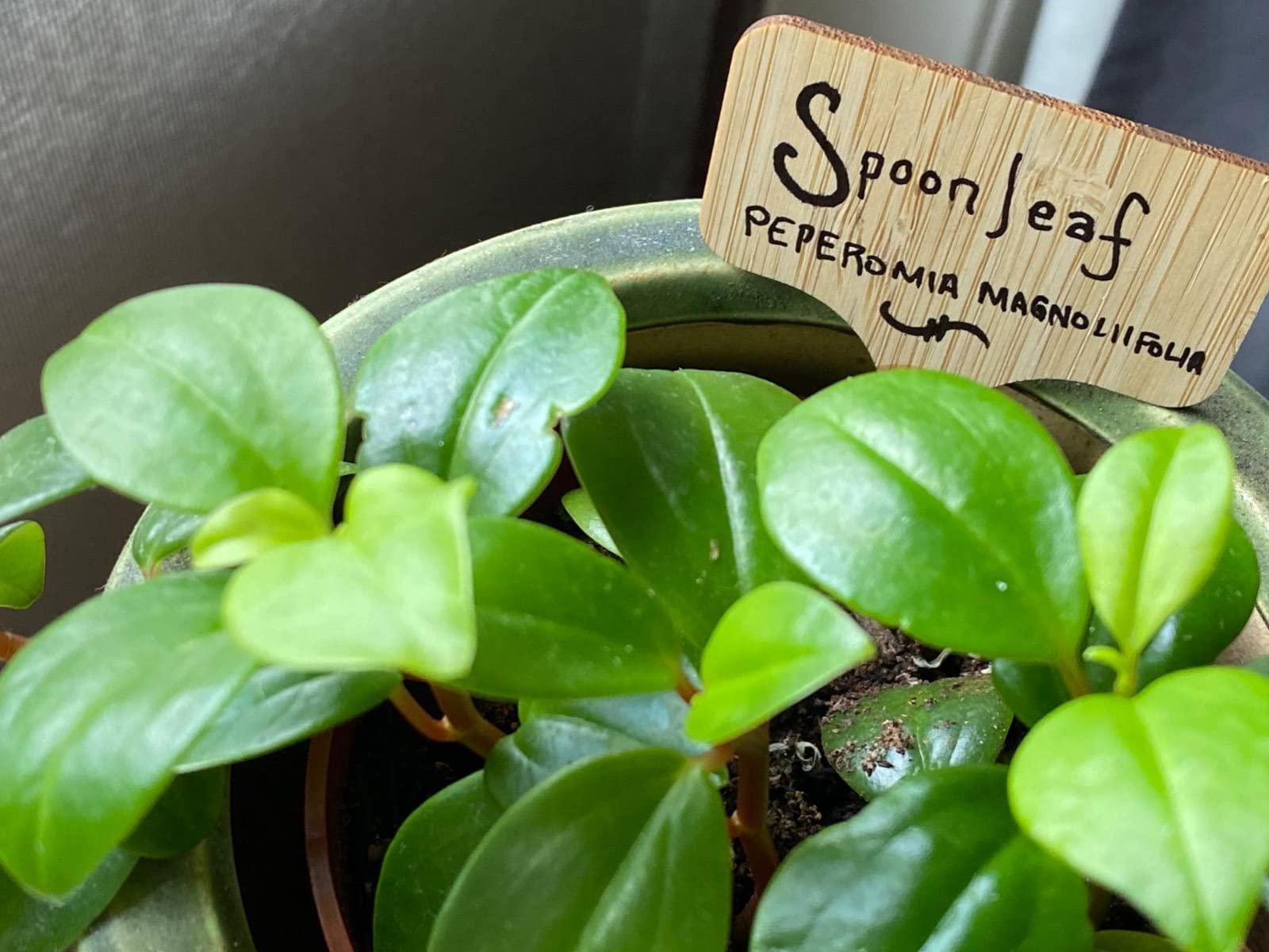 Étiquettes De Plante Bambou Type T, étiquettes De Signes Pour Plante En