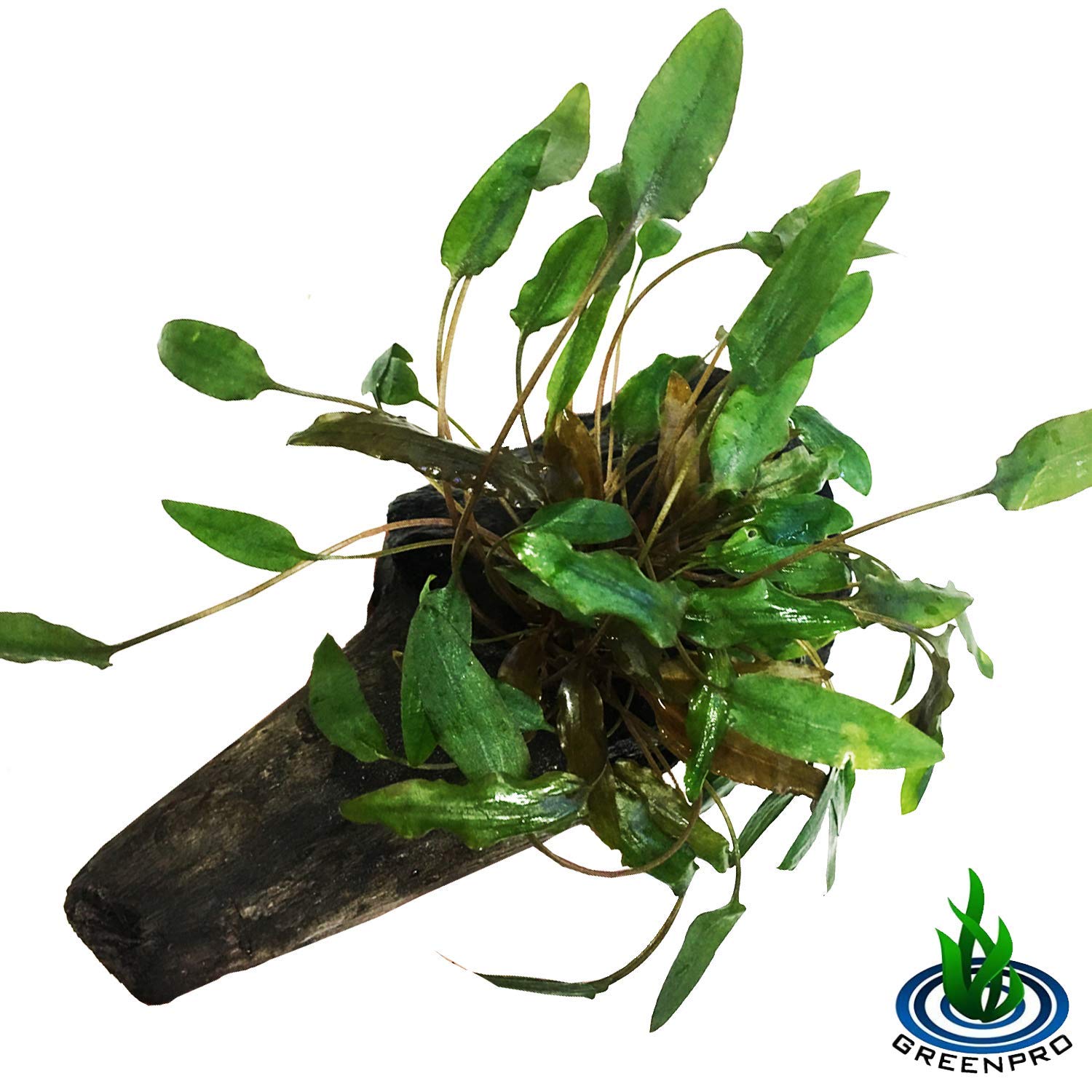 Greenpro Cryptocoryne Green on Driftwood for Freshwater Aquarium Plants Decorations Easy to Put in Your Fish Tank