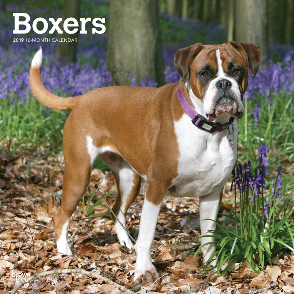 Boxers International Edition 2019 12 x 12 Inch Monthly Square Wall Calendar, Animals Dog Breeds (Multilingual Edition)