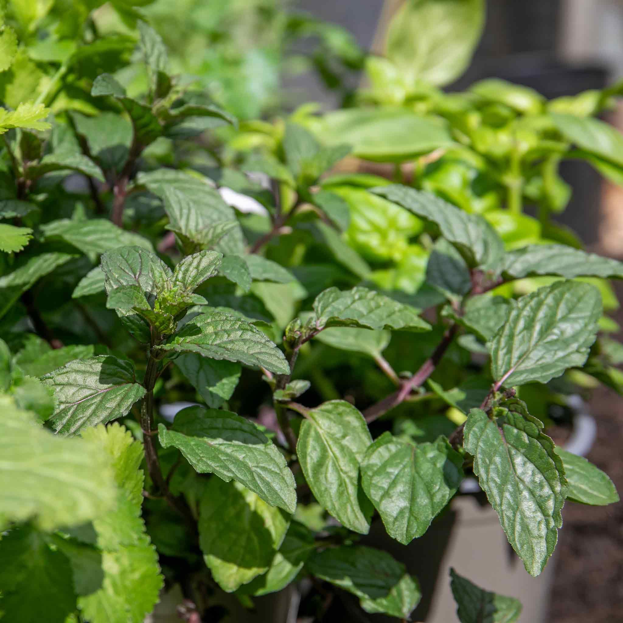 Marshalls Garden Mint Peppermint Perennial herb 1 Litre Plant