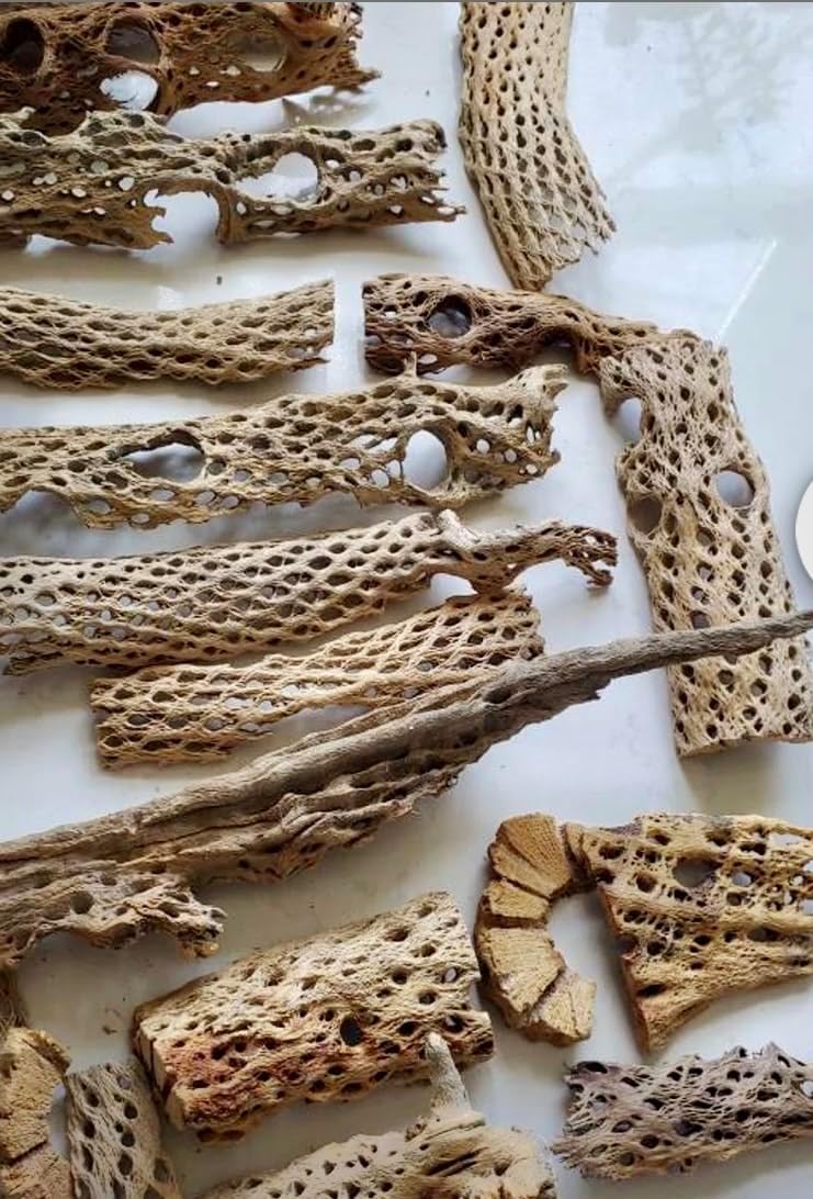 Teddy Bear Cholla Wood Shards – Natural Hermit Crab Treats & Habitat Enrichment for Reptiles, Fish, Small Pets, Birds & Aquariums (Large Box – 14x4x4” (Lengths 1 – 12", 10-15 Pieces))