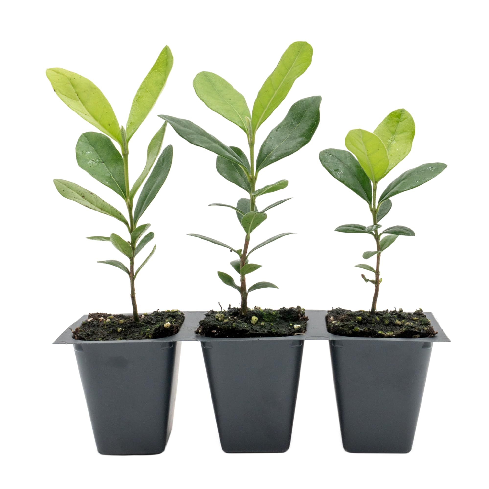 3 Pineapple Guava Trees Live Saplings