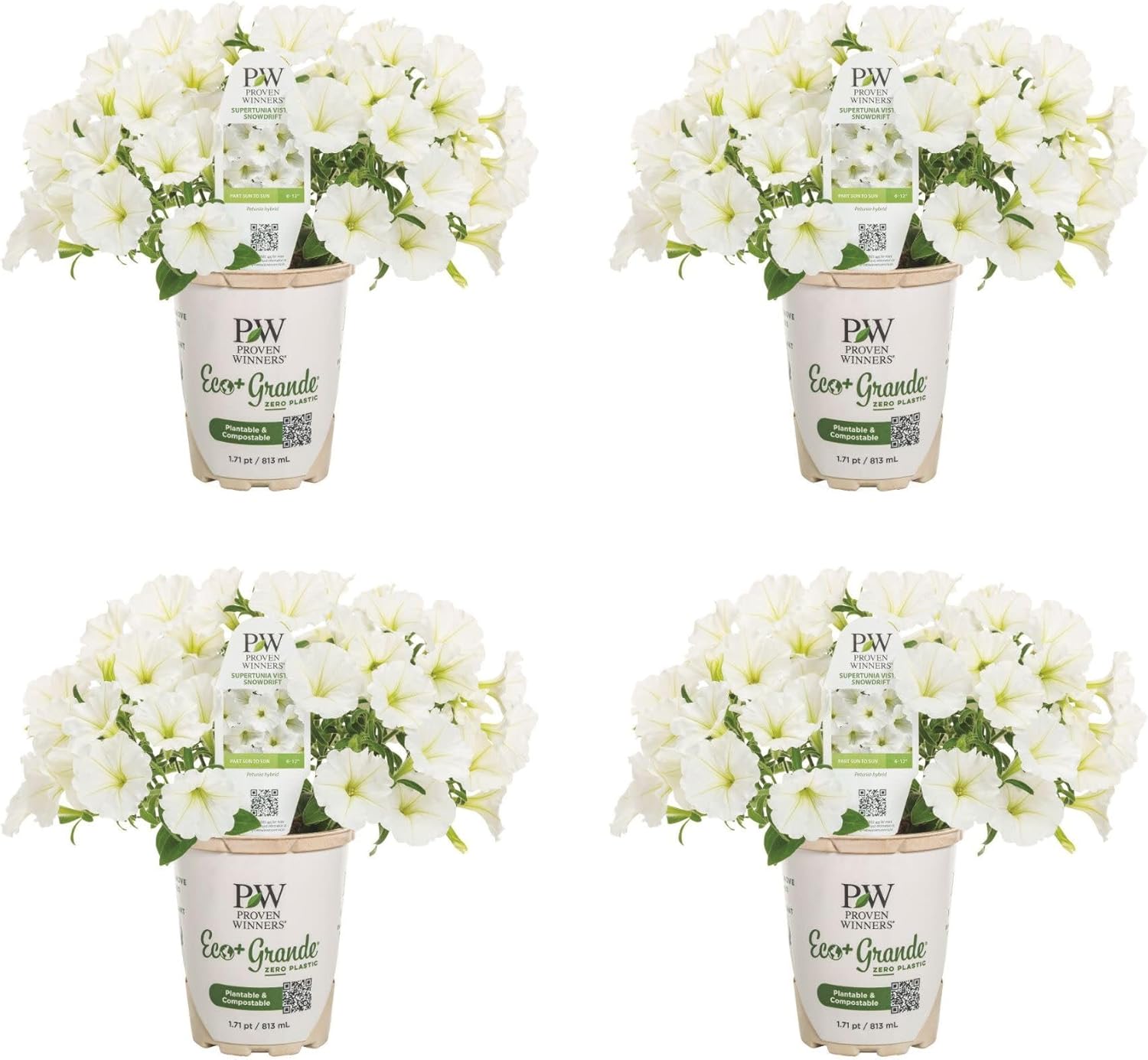 Proven Winners Supertunia Vista Snowdrift Petunia Live Plant, Eco+ Grande, 4 Pack