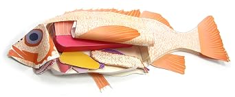 NewPath Atlantic Perch Fish Dissection 3-D Paper Model Making Kit - Individual Student Edition 17-7747