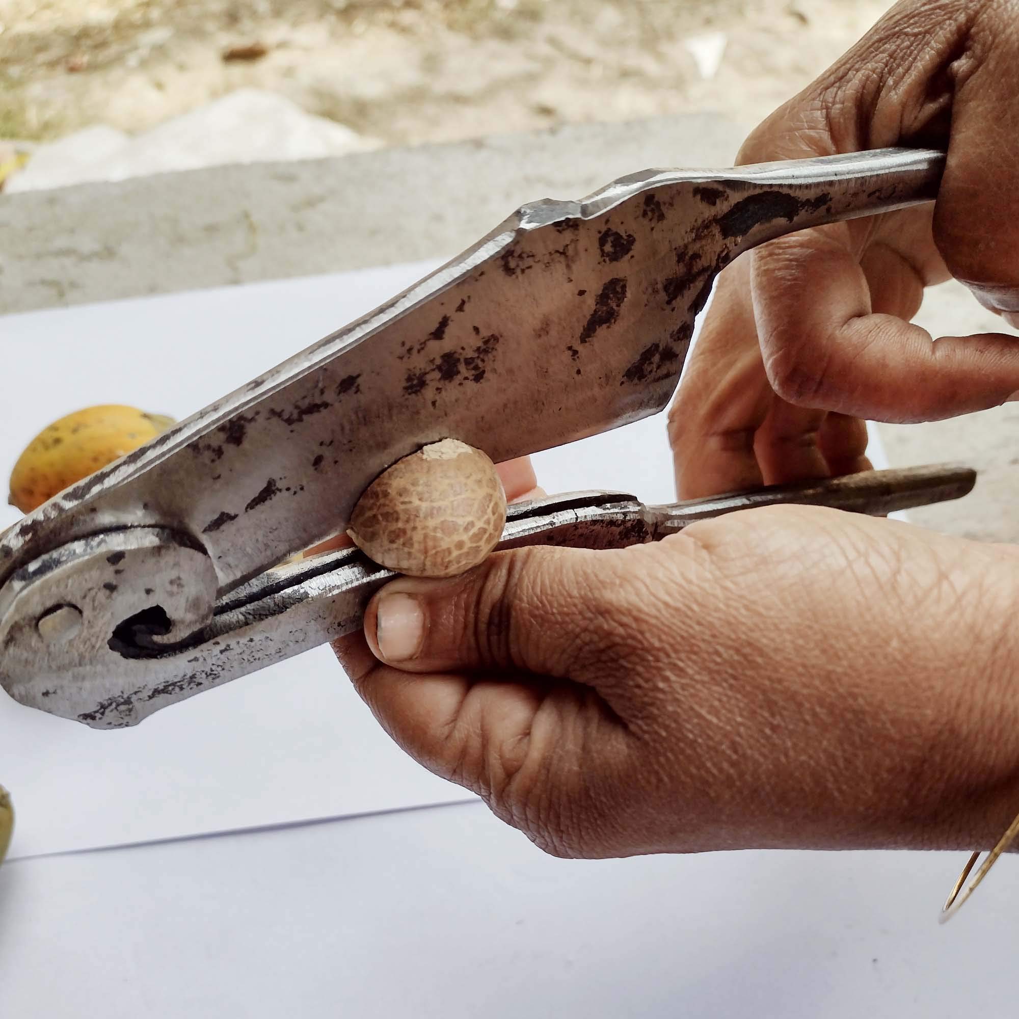 Iron Betel Nut Cracker Supari Cutter (22 cm).