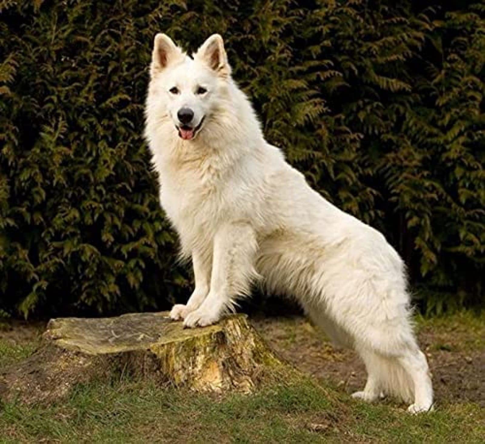 Nprzm H314 Diamond Painting Kits For Adults Diamond Art 5D Paint With Diamonds,White German Shepherd Dog Diy Painting Kit Paint By Number Birthday Gifts 30X40cm