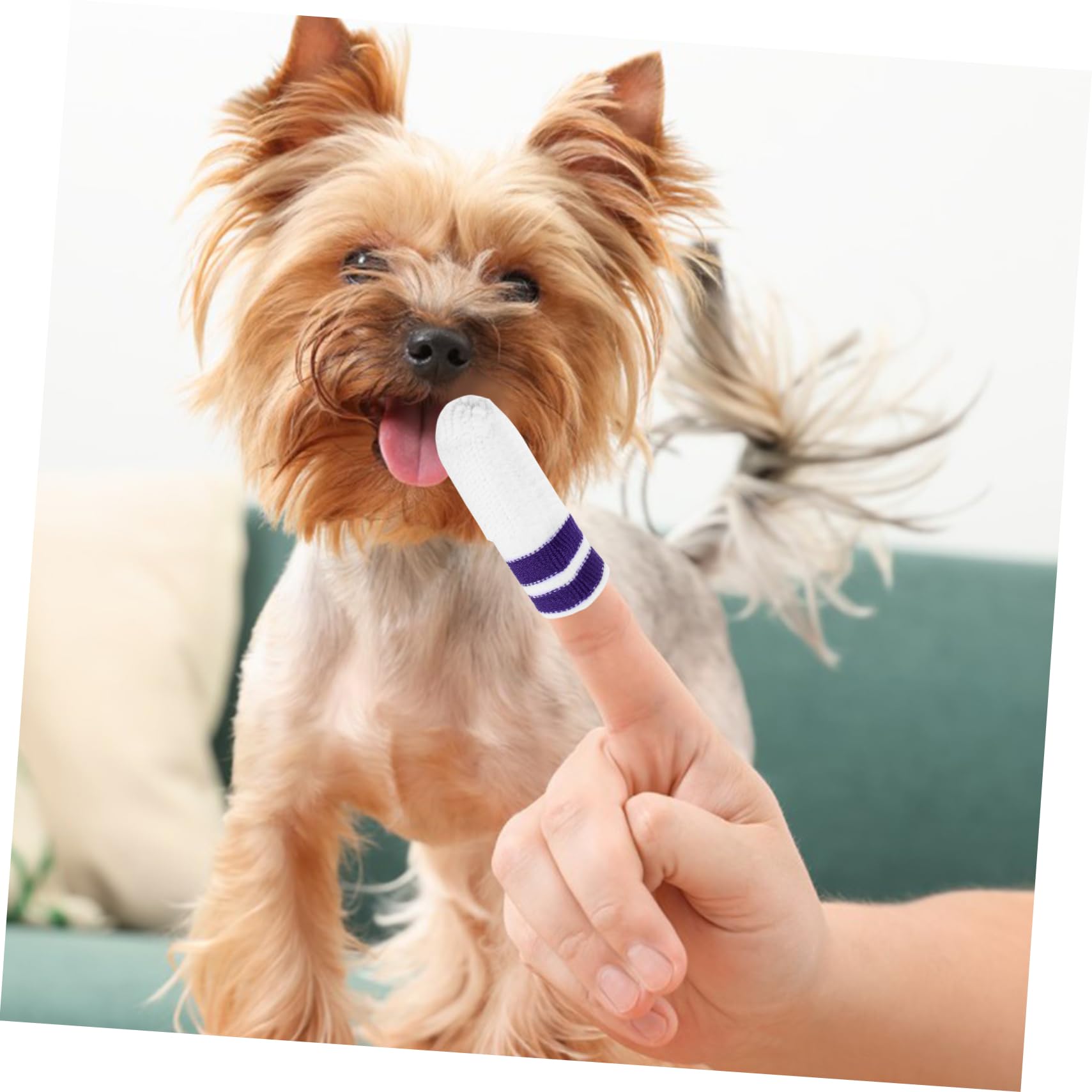 POPETPOP 30 Pcs Nettoyage Pour Animaux De Compagnie Dent Doigt Lingettes Pour Chiens Petite Race Brosse Dents Brosse À Dents Dent Doigt Lingettes Pour Chiens