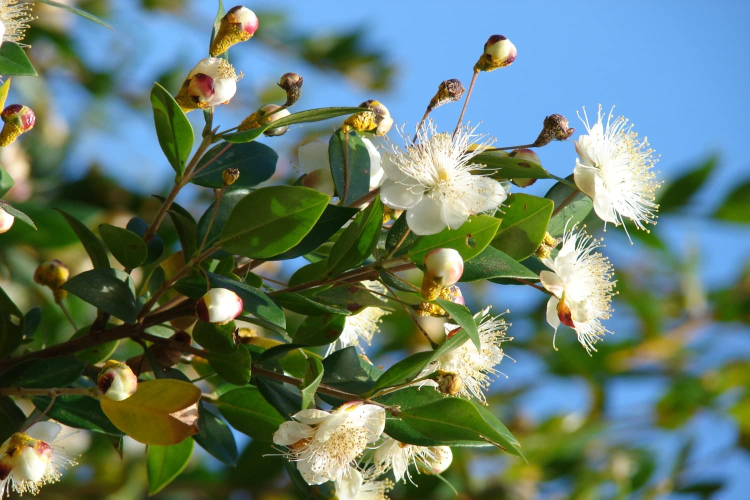SAFLAX Myrte commun 30 graines Myrtus communis